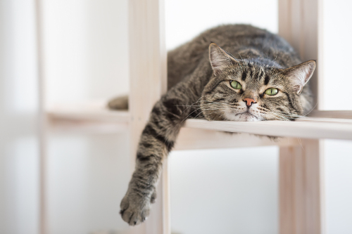 Kitty boarding sales
